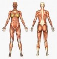 /album/photogallery/anatomy-muscle-system-female-jpg/