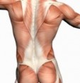/album/photogallery/anatomy-of-back-muscle-jpg/