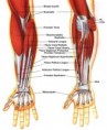 /album/photogallery/anatomy1-jpg/