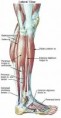 /album/photogallery/leg-muscle-anatomy-jpg/