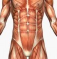 /album/photogallery/muscle-anatomy-jpg/