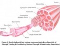 /album/photogallery/muscle-anatomy-jpg1/