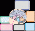 /album/photogallery/brain-gif/