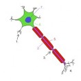 /album/photogallery/neuron0-jpg/