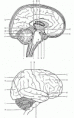 /album/photogallery/brain23-gif/